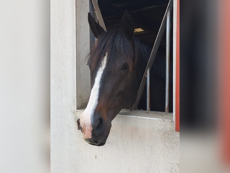 Engels volbloed Merrie 13 Jaar 155 cm Zwartbruin in Tonnay-Charente