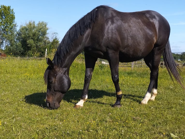 Engels volbloed Merrie 13 Jaar 155 cm Zwartbruin in Tonnay-Charente