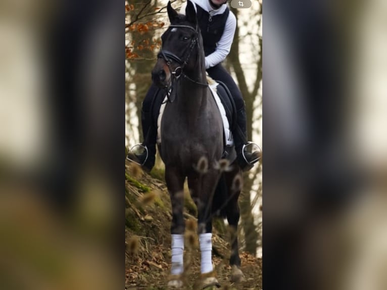 Engels volbloed Merrie 13 Jaar 160 cm Donkerbruin in Osdorf