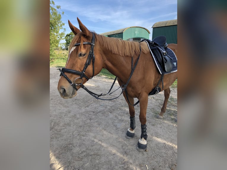 Engels volbloed Merrie 13 Jaar 160 cm Vos in Teltow