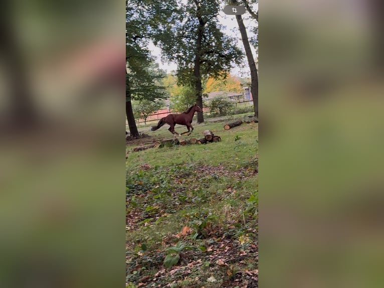 Engels volbloed Merrie 13 Jaar 160 cm Vos in Asendorf