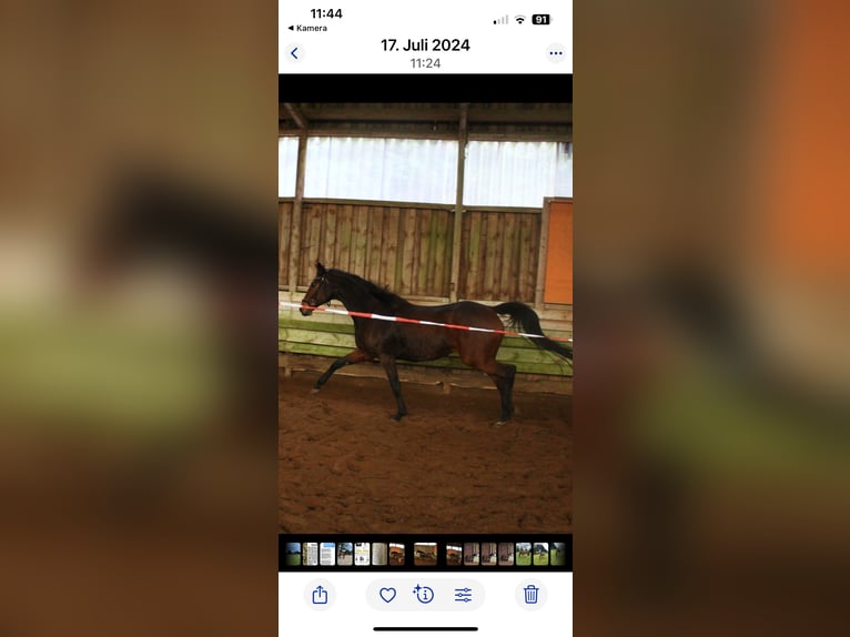 Engels volbloed Merrie 13 Jaar 165 cm Bruin in Bad Fallingbostel