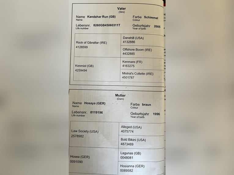Engels volbloed Merrie 13 Jaar 165 cm Schimmel in Bernhardswald