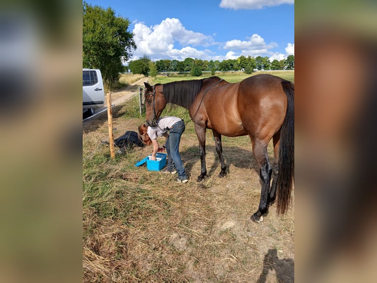 Engels volbloed Merrie 14 Jaar 160 cm Bruin in Hellenthal