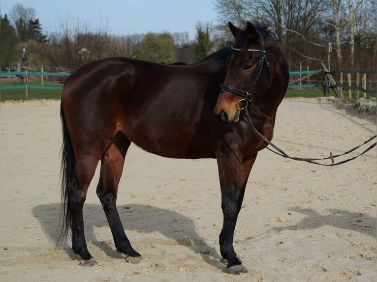 Engels volbloed Merrie 14 Jaar 160 cm Bruin in Fröndenberg/Ruhr