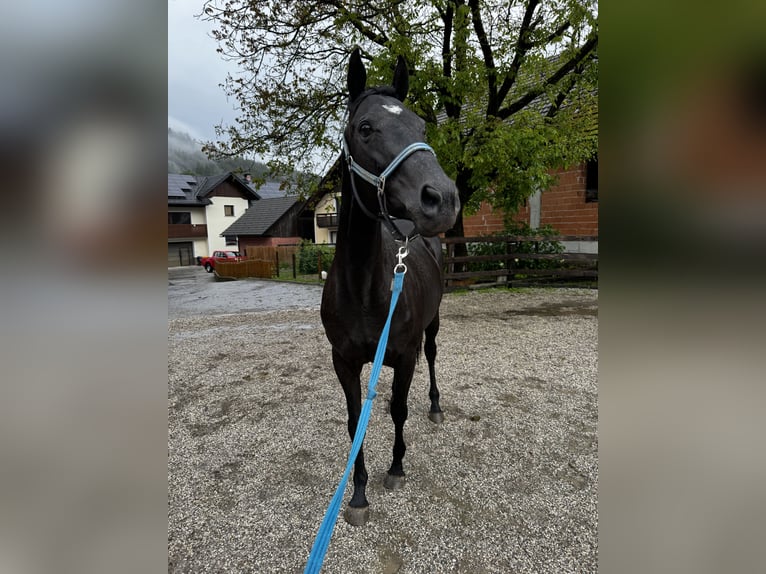 Engels volbloed Merrie 14 Jaar 161 cm Zwart in Selca