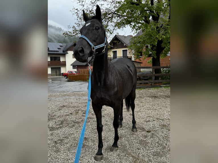 Engels volbloed Merrie 14 Jaar 161 cm Zwart in Selca