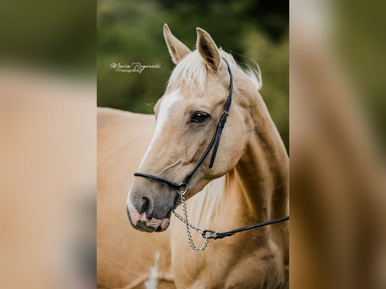 Engels volbloed Merrie 14 Jaar 162 cm Palomino in Beaumont pied-de-boeuf