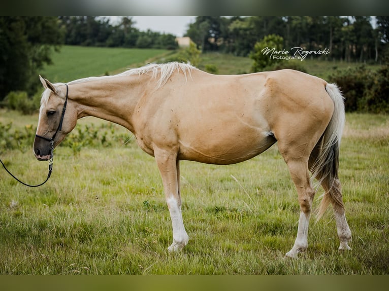 Engels volbloed Merrie 14 Jaar 162 cm Palomino in Beaumont pied-de-boeuf