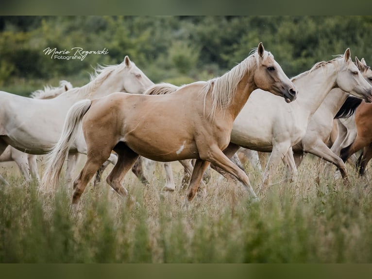 Engels volbloed Merrie 14 Jaar 162 cm Palomino in Beaumont pied-de-boeuf