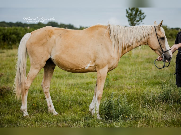Engels volbloed Merrie 14 Jaar 162 cm Palomino in Beaumont pied-de-boeuf