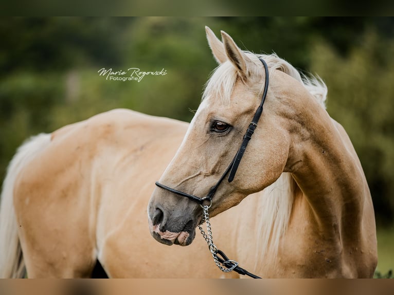 Engels volbloed Merrie 14 Jaar 162 cm Palomino in Beaumont pied-de-boeuf