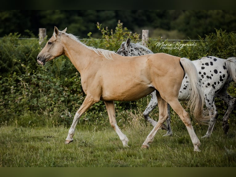 Engels volbloed Merrie 14 Jaar 162 cm Palomino in Beaumont pied-de-boeuf