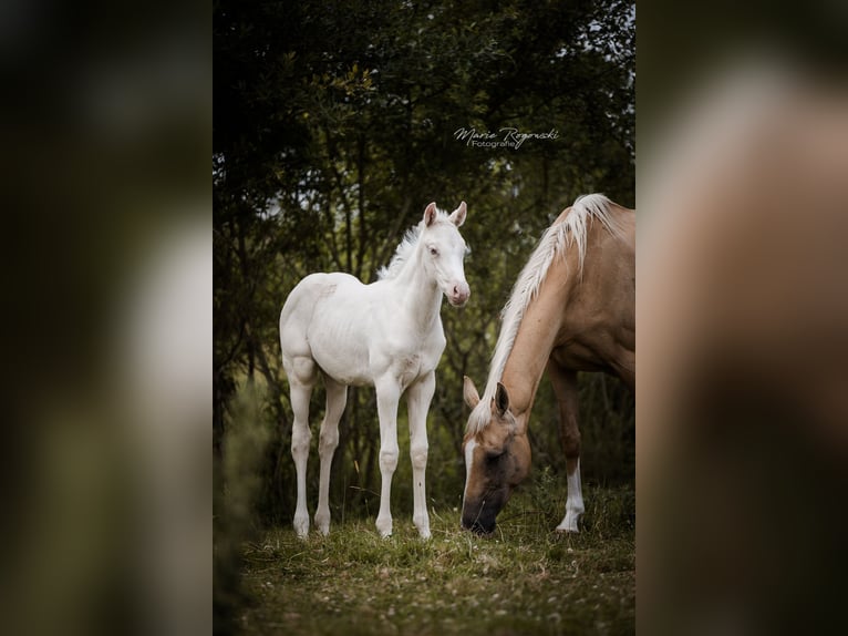 Engels volbloed Merrie 14 Jaar 162 cm Palomino in Beaumont pied-de-boeuf