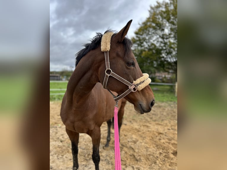 Engels volbloed Merrie 14 Jaar 163 cm Bruin in Viersen