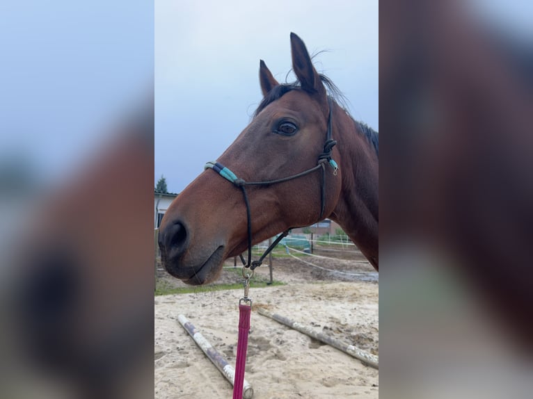 Engels volbloed Merrie 14 Jaar 163 cm Bruin in Viersen