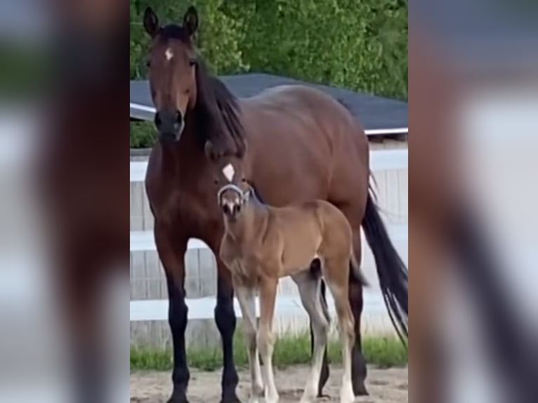 Engels volbloed Merrie 14 Jaar 163 cm Roodbruin in Saint Johns