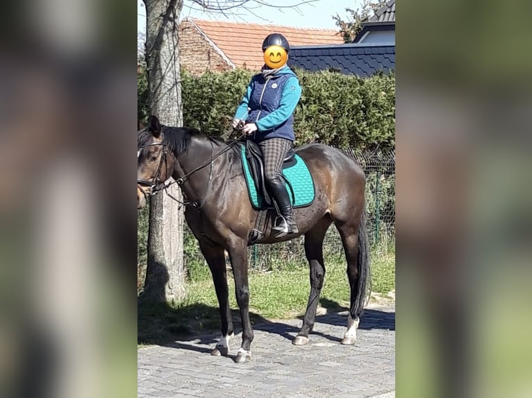 Engels volbloed Merrie 14 Jaar 164 cm Bruin in Uthleben