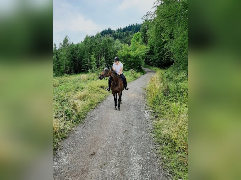 Engels volbloed Merrie 14 Jaar 165 cm Bruin in Kronach