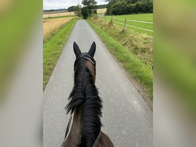 Engels volbloed Merrie 14 Jaar 165 cm Bruin in Kronach