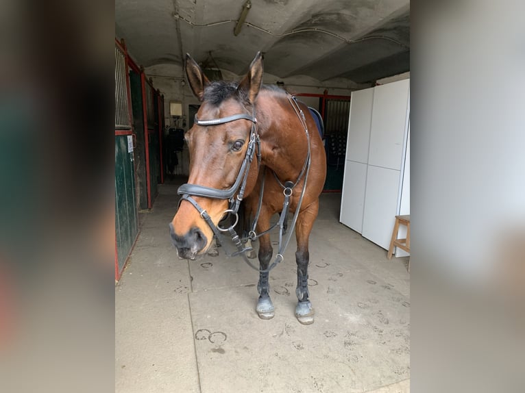 Engels volbloed Merrie 15 Jaar 155 cm Bruin in Breitensee