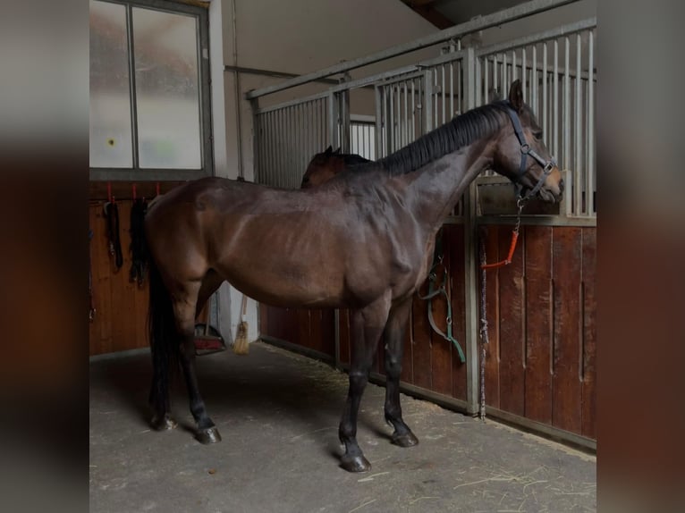 Engels volbloed Mix Merrie 15 Jaar 165 cm Bruin in Freienfeld