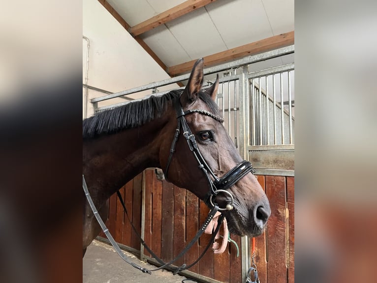 Engels volbloed Mix Merrie 15 Jaar 165 cm Bruin in Freienfeld