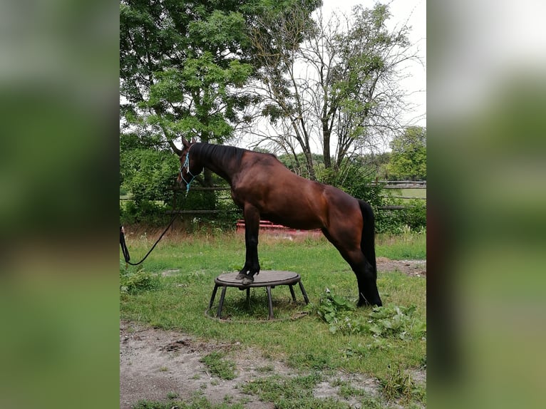 Engels volbloed Merrie 16 Jaar 152 cm Bruin in Untersiebenbrunn