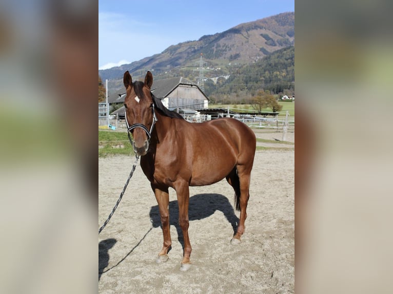 Engels volbloed Merrie 16 Jaar 160 cm Vos in Obervellach