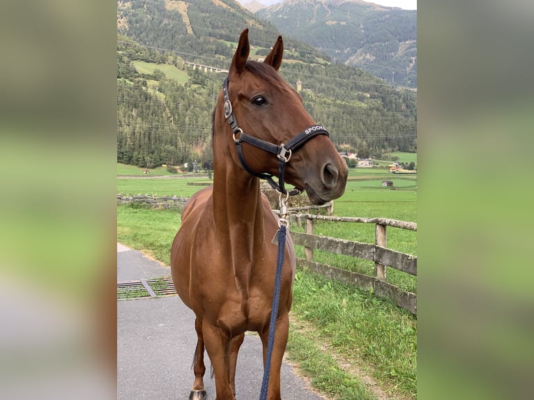 Engels volbloed Merrie 16 Jaar 160 cm Vos in Obervellach