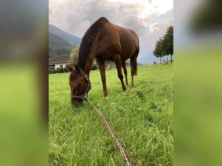 Engels volbloed Merrie 16 Jaar 160 cm Vos in Obervellach