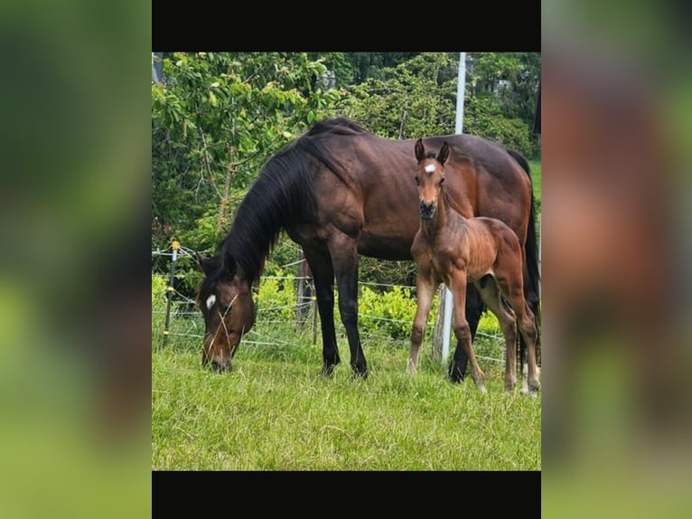 Engels volbloed Merrie 16 Jaar in Homberg (Efze)