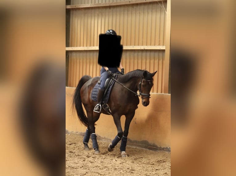 Engels volbloed Merrie 17 Jaar 160 cm Bruin in Lienden