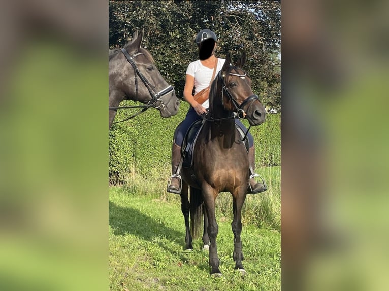 Engels volbloed Merrie 17 Jaar 160 cm Bruin in Lienden