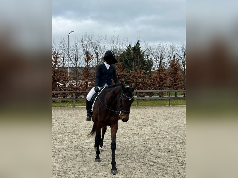 Engels volbloed Merrie 17 Jaar 160 cm Bruin in Lienden