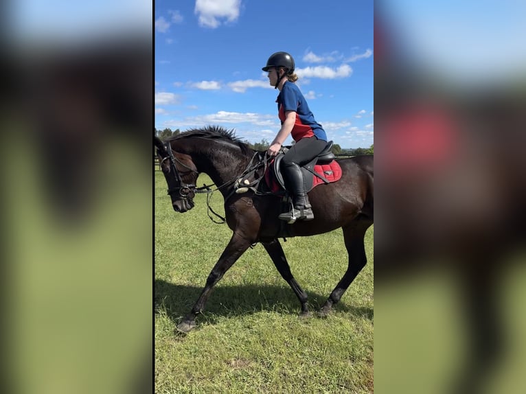 Engels volbloed Merrie 17 Jaar 163 cm Donkerbruin in NSW