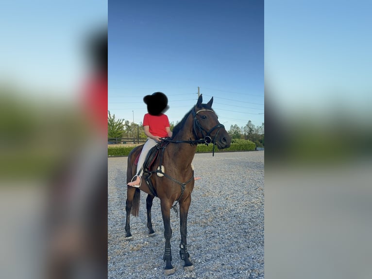 Engels volbloed Merrie 17 Jaar 163 cm Donkerbruin in NSW