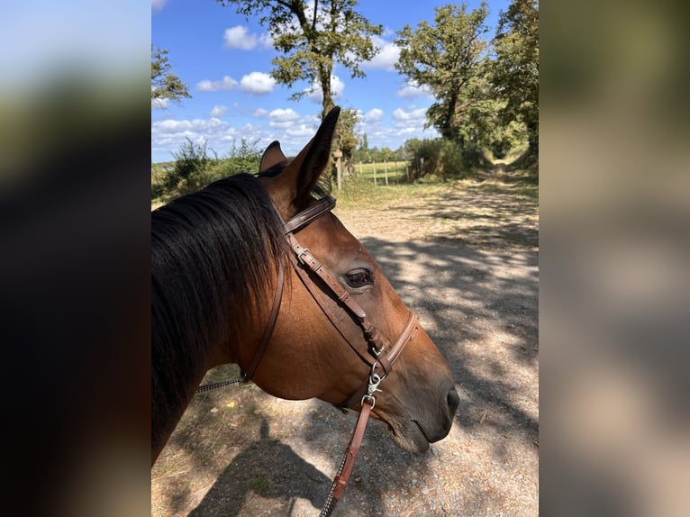 Engels volbloed Merrie 17 Jaar 165 cm Bruin in Lathus-Saint-Rémy