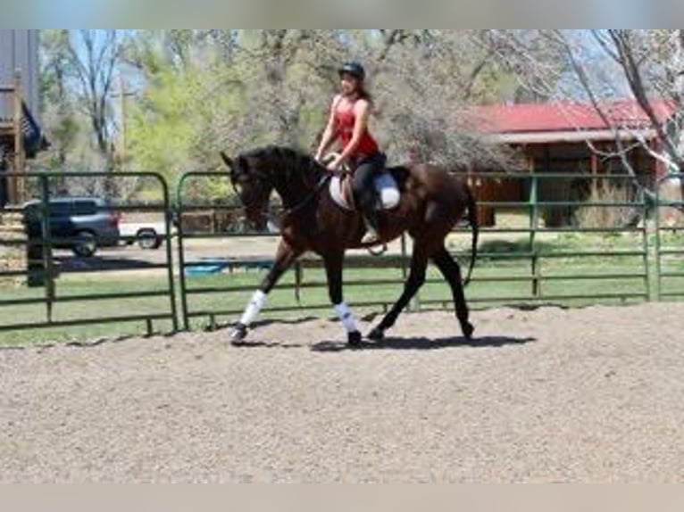 Engels volbloed Merrie 17 Jaar 173 cm Roodbruin in Fort Collins, CO