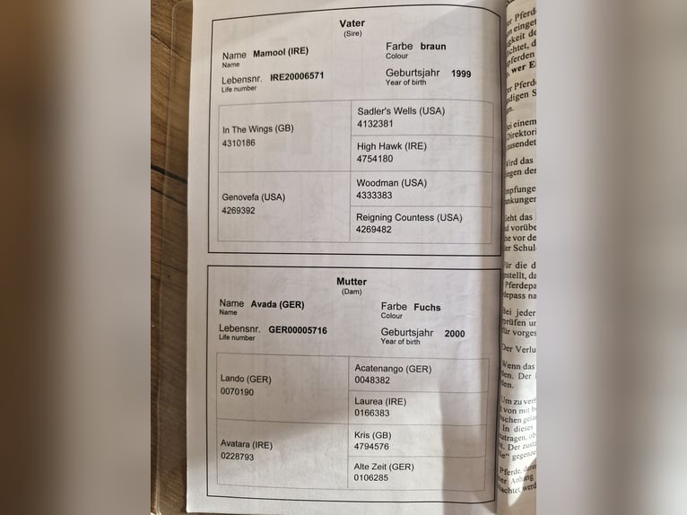 Engels volbloed Merrie 18 Jaar 155 cm Vos in Mildenau