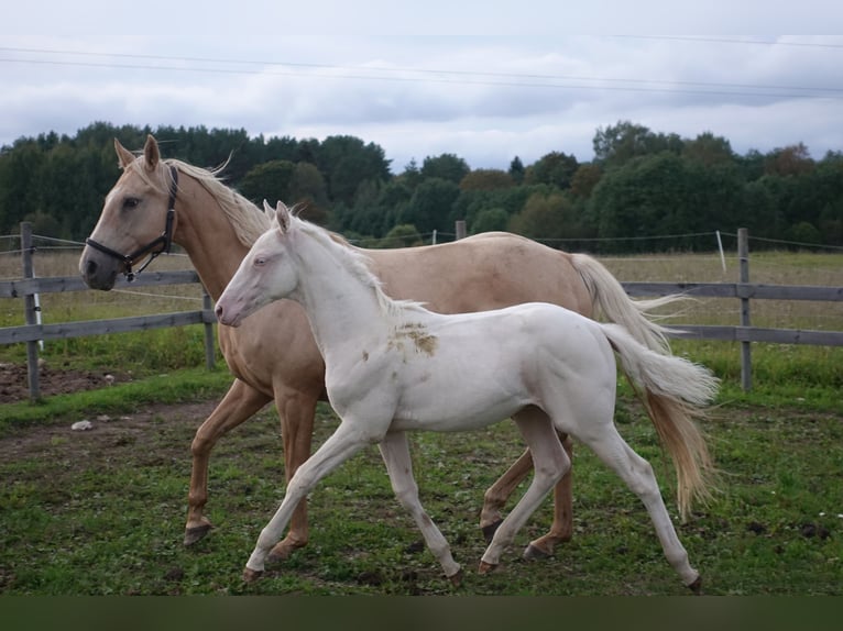 Engels volbloed Merrie 18 Jaar 157 cm Palomino in Ruila