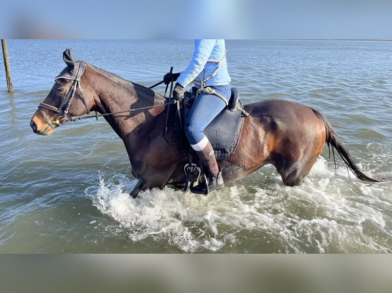 Engels volbloed Merrie 18 Jaar Bruin in Heinsberg