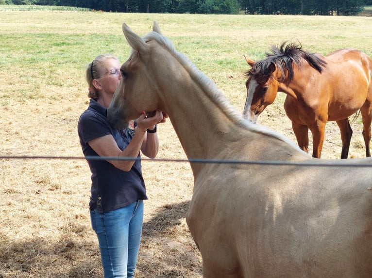 Engels volbloed Merrie 1 Jaar 146 cm Palomino in Lingen