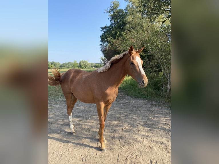 Engels volbloed Merrie 1 Jaar 165 cm Vos in Briest