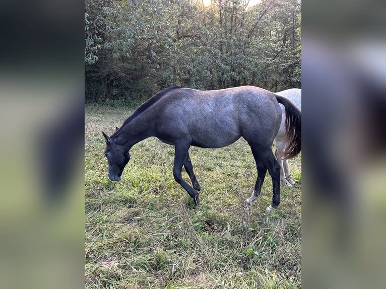 Engels volbloed Merrie 1 Jaar Schimmel in Ladines (Oviedo)iedo