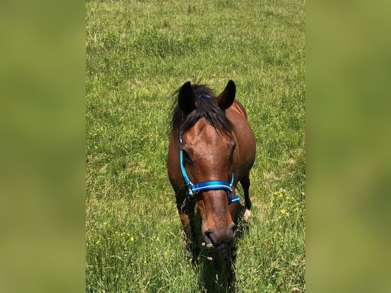 Engels volbloed Merrie 20 Jaar 163 cm Roodbruin in Randolph, NY