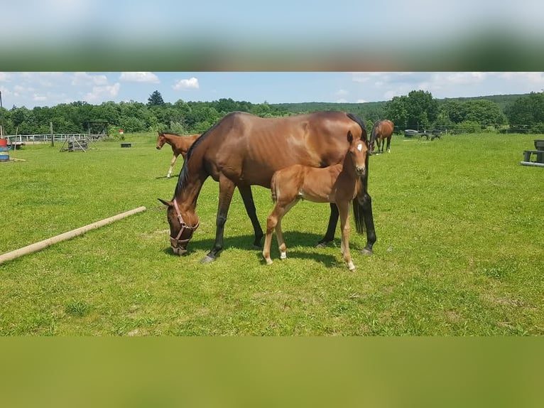 Engels volbloed Merrie 21 Jaar 160 cm Bruin in Kohfidisch