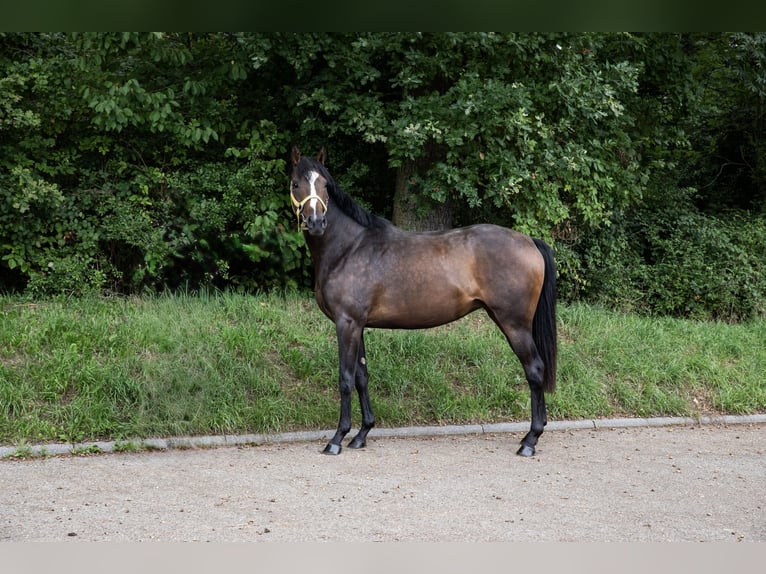 Engels volbloed Merrie 2 Jaar 160 cm Donkerbruin in Empfingen