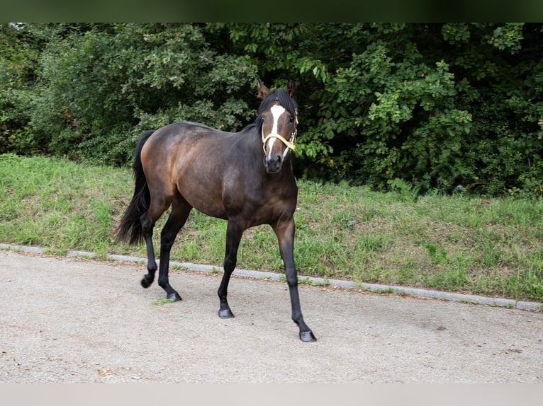 Engels volbloed Merrie 2 Jaar 160 cm Donkerbruin in Empfingen