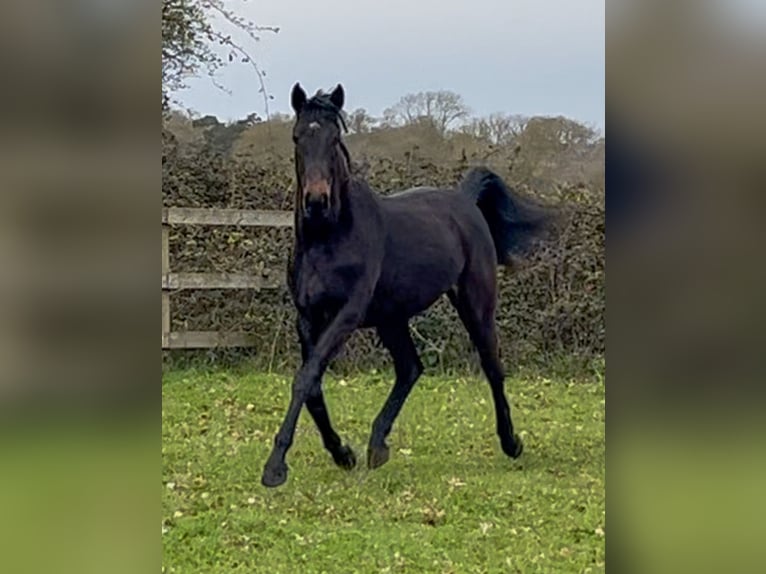 Engels volbloed Mix Merrie 2 Jaar 163 cm Bruin in Norfolk